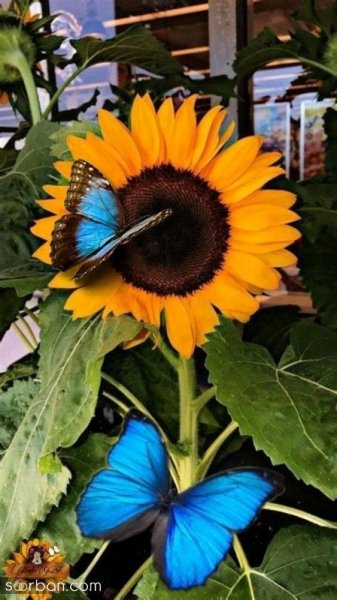  عکس پروانه واقعی