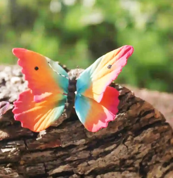 عکس پروانه رنگارنگ