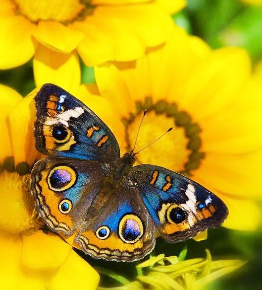  عکس پروانه رنگارنگ