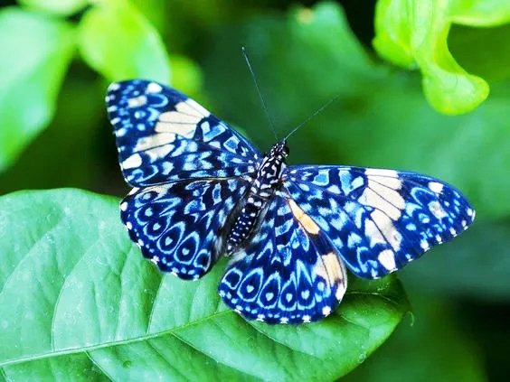  عکس پروانه رنگارنگ