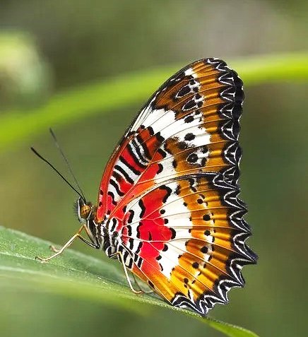  عکس پروانه رنگارنگ