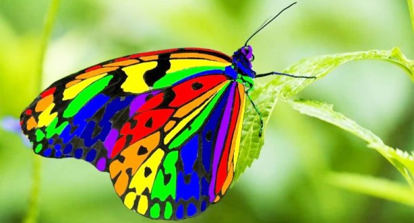  عکس پروانه رنگارنگ