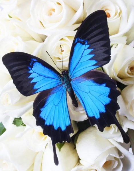  عکس پروانه رنگارنگ