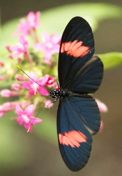  عکس پروانه رنگارنگ