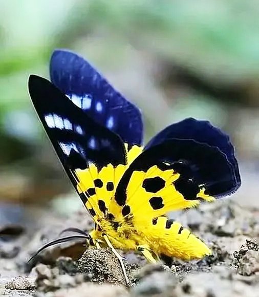  عکس پروانه رنگارنگ