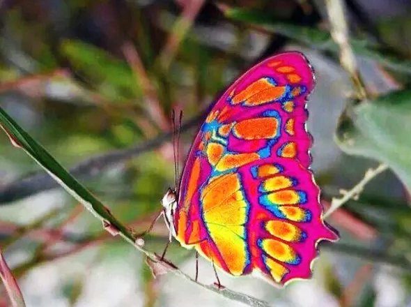  عکس پروانه رنگارنگ
