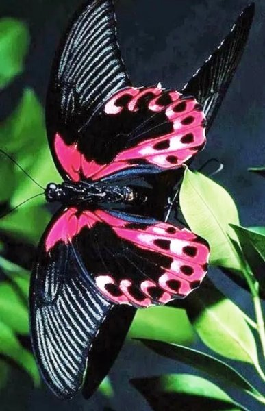  عکس پروانه رنگارنگ