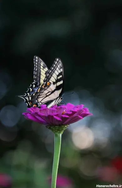  عکس پروفایل پروانه عاشقانه