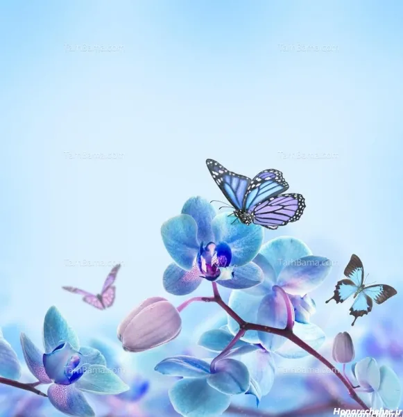  عکس پروفایل پروانه عاشقانه