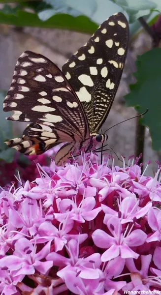  عکس پروفایل پروانه عاشقانه