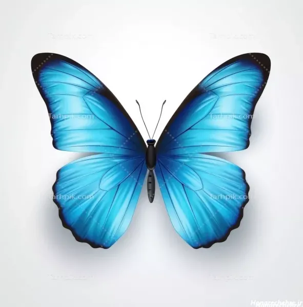  عکس پروفایل پروانه عاشقانه