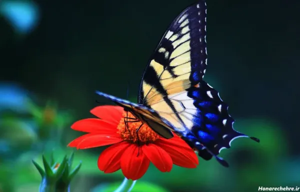  عکس پروفایل پروانه عاشقانه