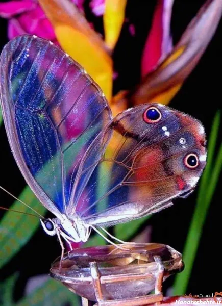  عکس پروفایل پروانه عاشقانه