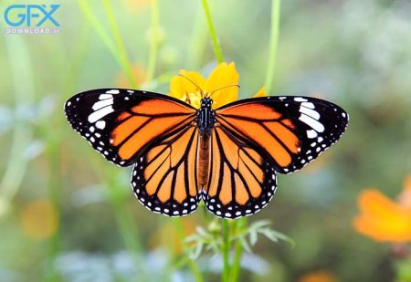  عکس پروانه برای چاپ
