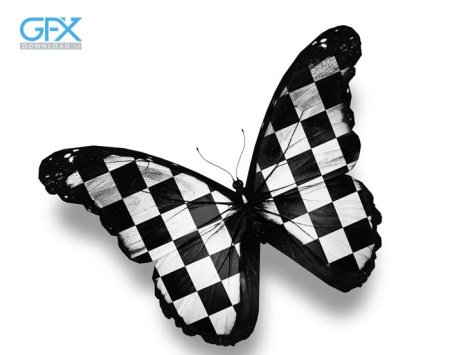  عکس پروانه برای چاپ