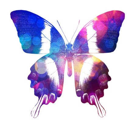  عکس پروانه برای چاپ