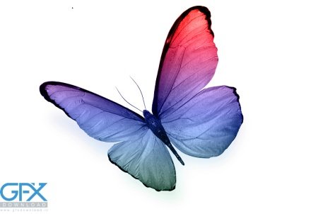  عکس پروانه برای چاپ