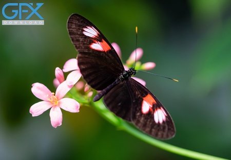  عکس پروانه برای چاپ