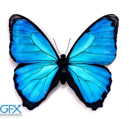  عکس پروانه برای چاپ