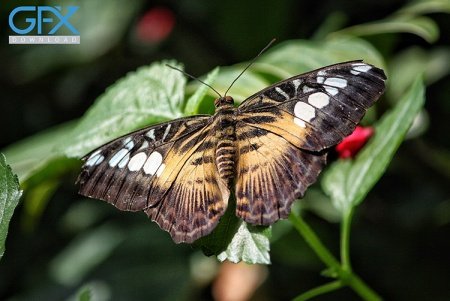  عکس پروانه برای چاپ