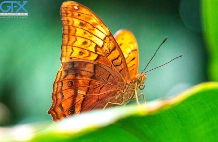  عکس پروانه برای چاپ