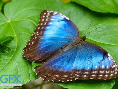  عکس پروانه برای چاپ