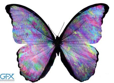  عکس پروانه برای چاپ