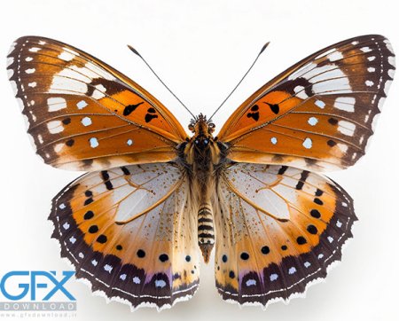  عکس پروانه برای چاپ