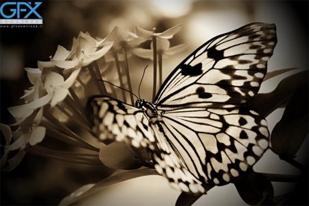  عکس پروانه برای چاپ