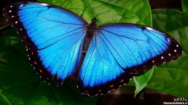  عکس پروانه ابی واقعی