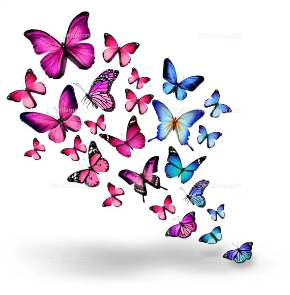  عکس پروانه ابی واقعی