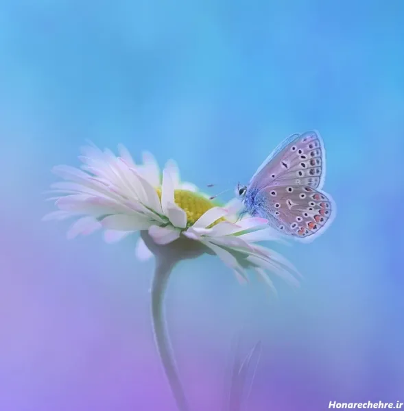  عکس پروانه ابی واقعی