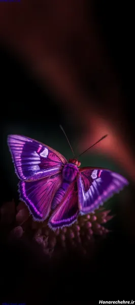  عکس پروانه ابی واقعی