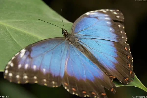  عکس پروانه ابی واقعی