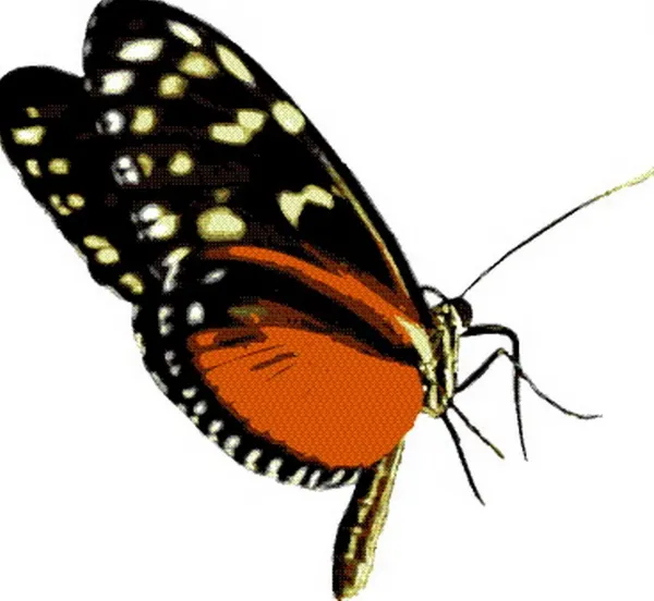  عکس پروانه فانتزی