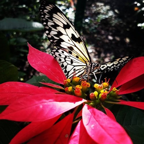 عکس پروانه برای پروفایل شاد