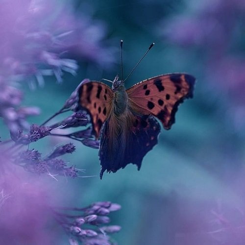  عکس پروانه برای پروفایل شاد