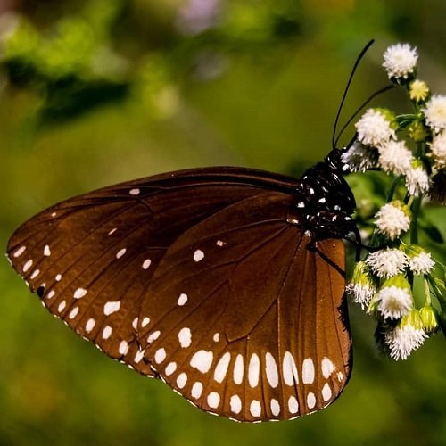  عکس پروانه برای پروفایل شاد