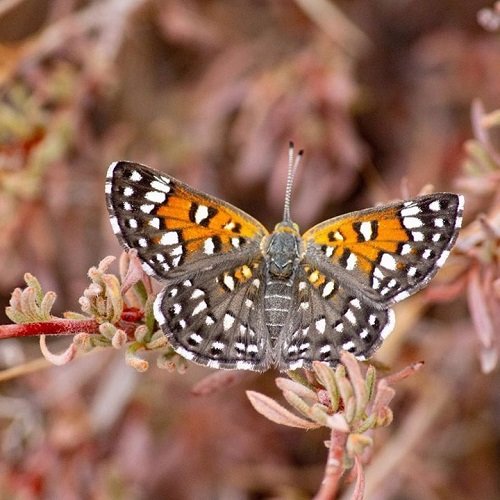  عکس پروانه برای پروفایل شاد