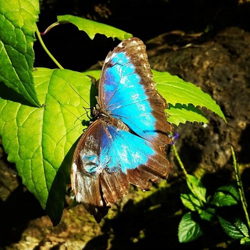  عکس پروانه برای پروفایل شاد