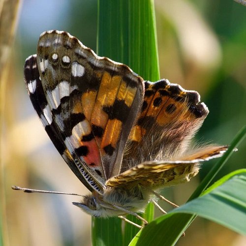  عکس پروانه برای پروفایل شاد