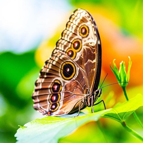  عکس پروانه برای پروفایل شاد