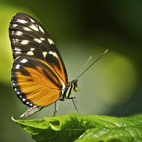  عکس پروانه برای پروفایل شاد