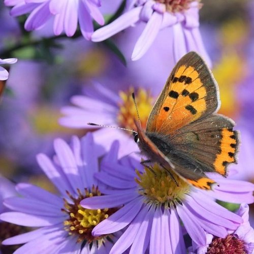  عکس پروانه برای پروفایل شاد