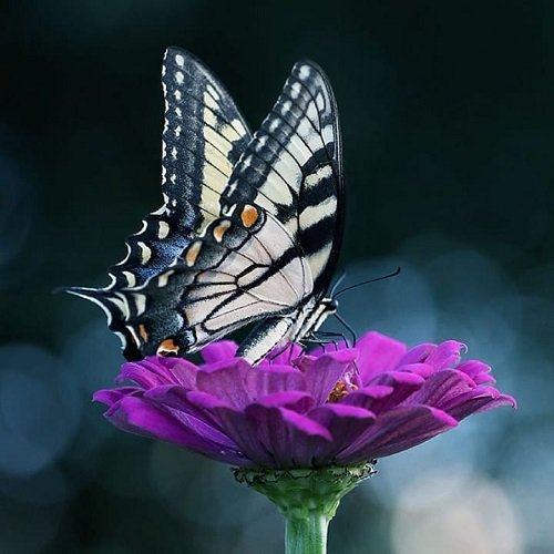  عکس پروانه برای پروفایل شاد