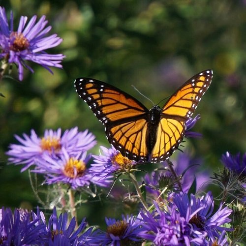  عکس پروانه برای پروفایل شاد