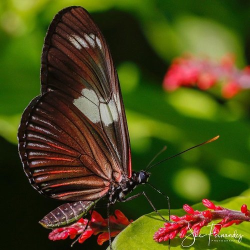  عکس پروانه برای پروفایل شاد