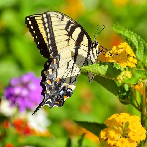  عکس پروانه برای پروفایل شاد