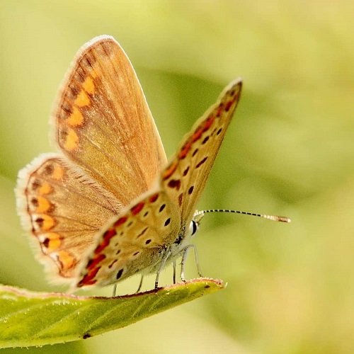  عکس پروانه برای پروفایل شاد