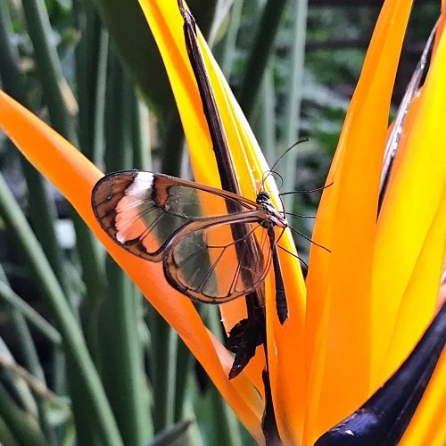  عکس پروانه برای پروفایل شاد